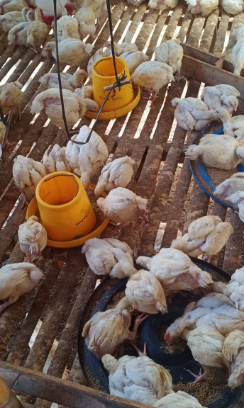 Ayam pedaging/potong