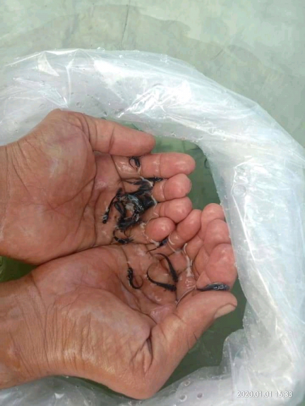 bibit ikan air tawar
