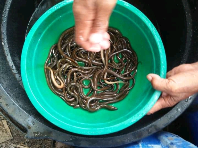 bibit ikan air tawar