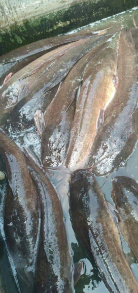 Ikan. Lele. Benih. Ikan. Mas