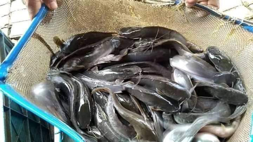 Ikan. Lele. Benih. Ikan. Mas