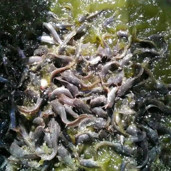 Ikan. Lele. Benih. Ikan. Mas