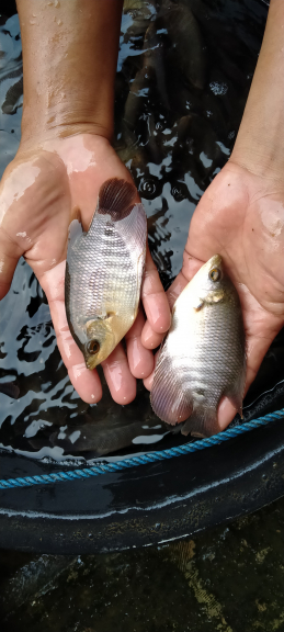 Bibit ikan gurame