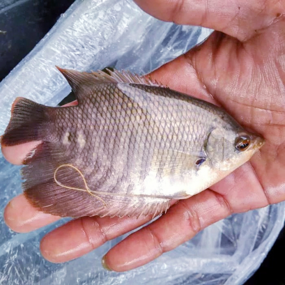Bibit ikan gurame