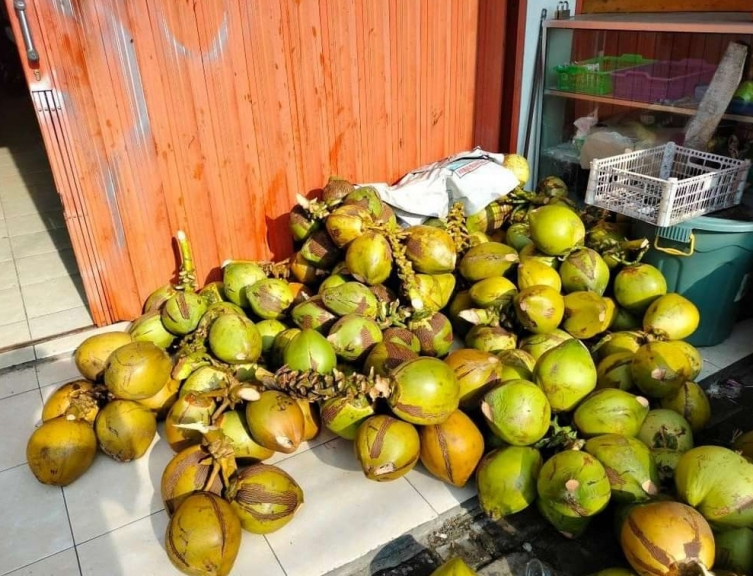 Kelapa muda 