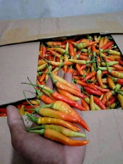 Cabai rawit merah