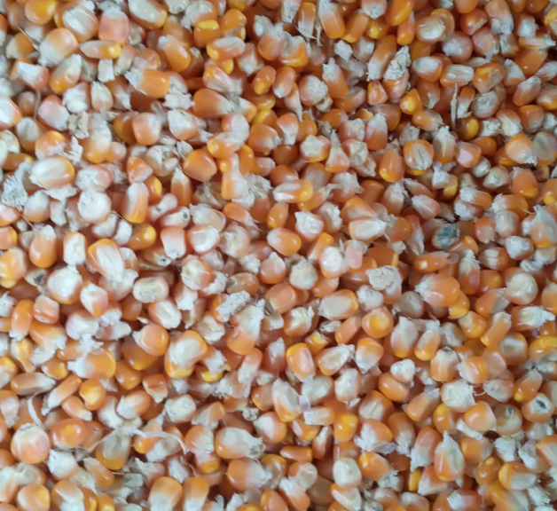 Jagung Tebon, jagung Pipil Kering,