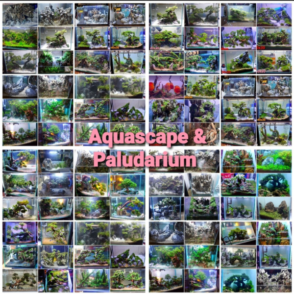 AZKUARIUMADE Aquascape