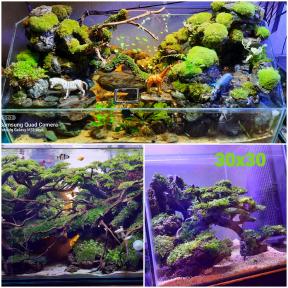 AZKUARIUMADE Aquascape