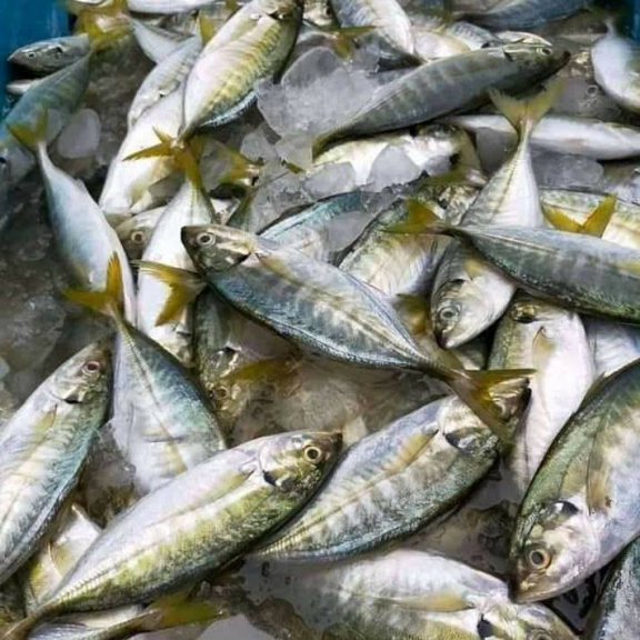 Olahan ikan segar