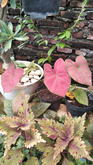 Tanaman hias keladi green spider