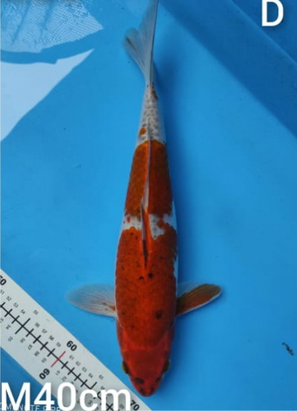 Koi Goromo 40cm