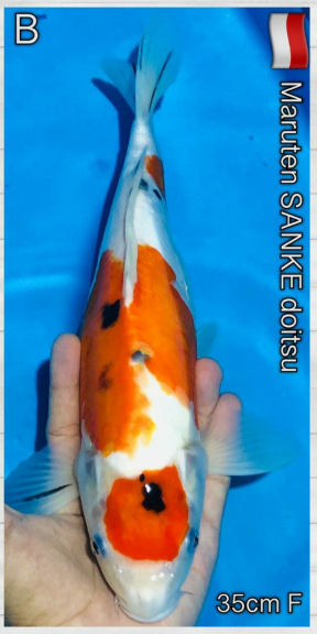 Koi Sanke Doitsu Paket Indukan