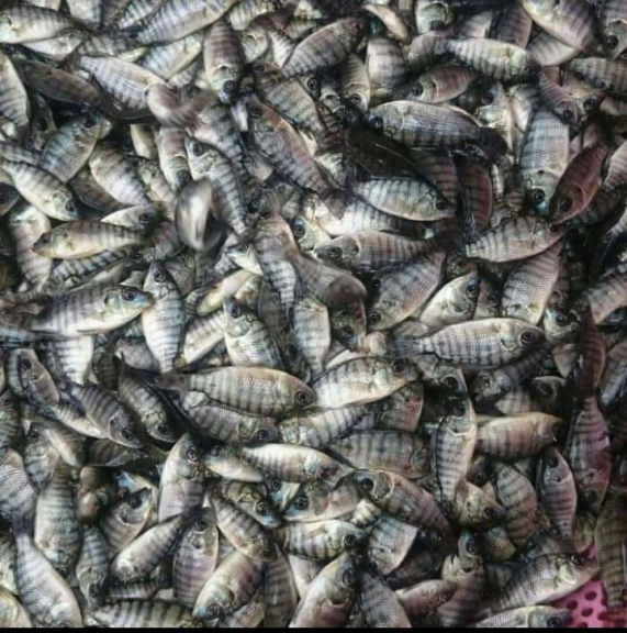Sabith fish menjual ikan segar & Bibit