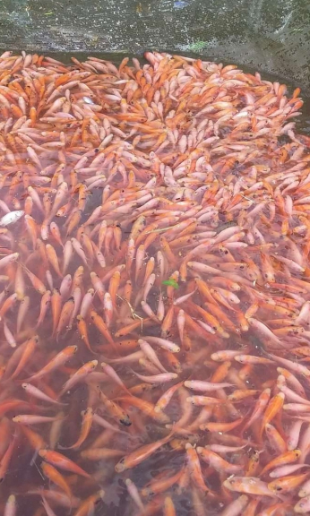 Sabith fish menjual ikan segar & Bibit