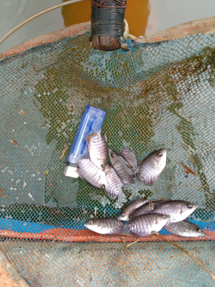 Sabith fish menjual ikan segar & Bibit