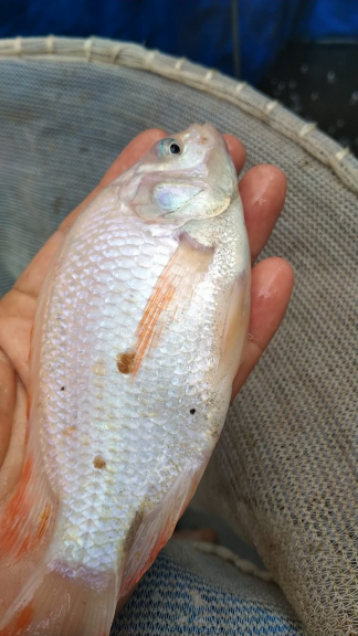 Sabith fish menjual ikan segar & Bibit