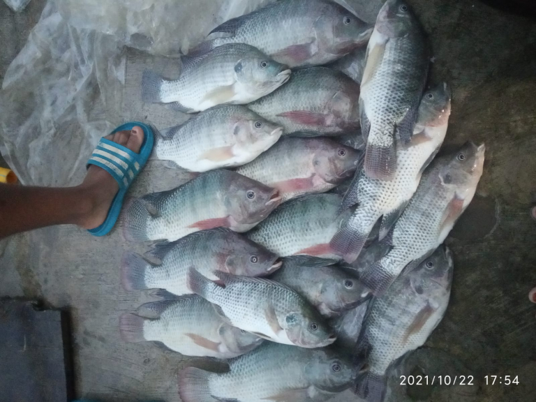 Ikan nila konsumsi 