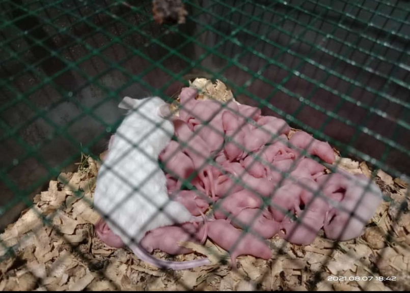 Tikus Putih Jenis Rat dan Mencit