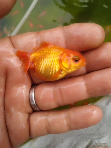 Ikan Mas Koki Oranda