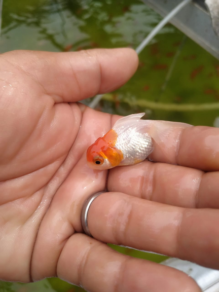 Ikan Mas Koki RedCup/Tancho/Jambul Merah 