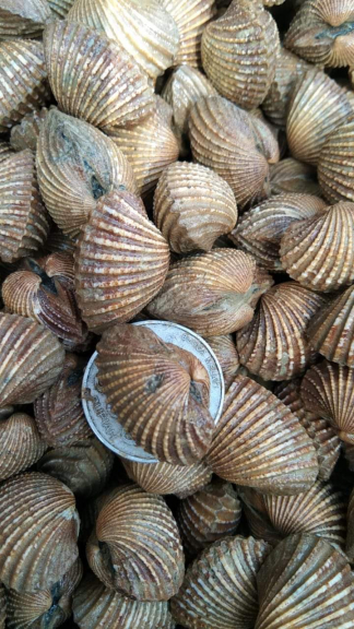 Seafood Mentah Dan Donat