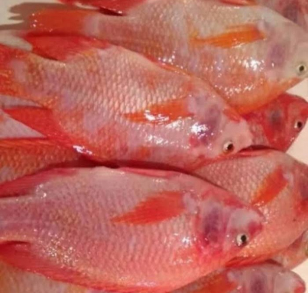 KUMFISH IKAN NILA MERAH BERKUALITAS