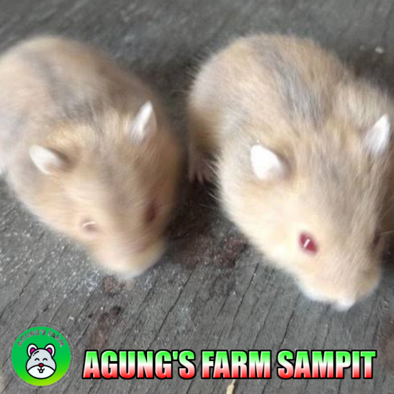 Hamster Winter White