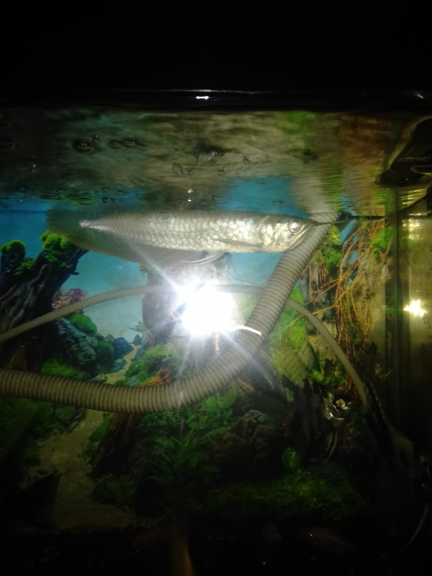 Ikan arwana silver red