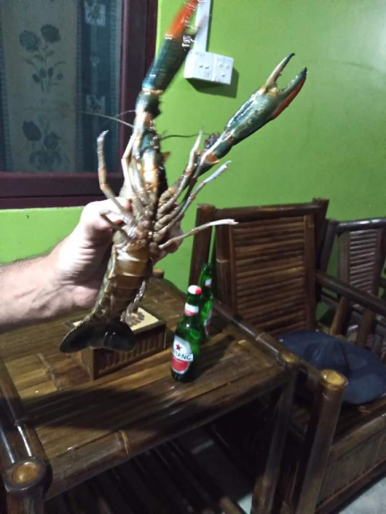 INDUKAN LOBSTER AIR TAEZR