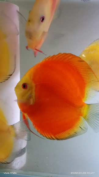 ikan discus