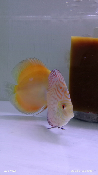 ikan discus