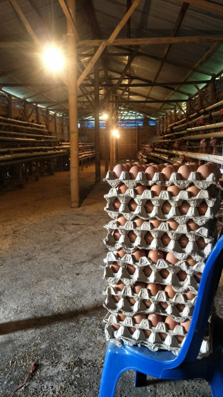 Produksi ayam petelur