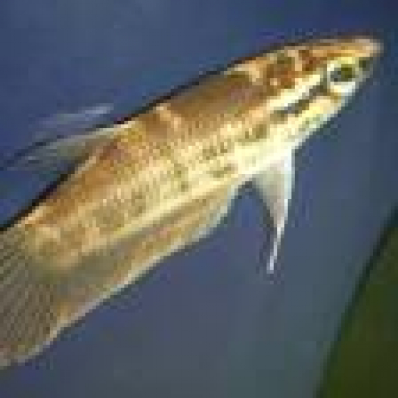 Ikan cupang