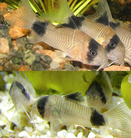 Corydoras Panda