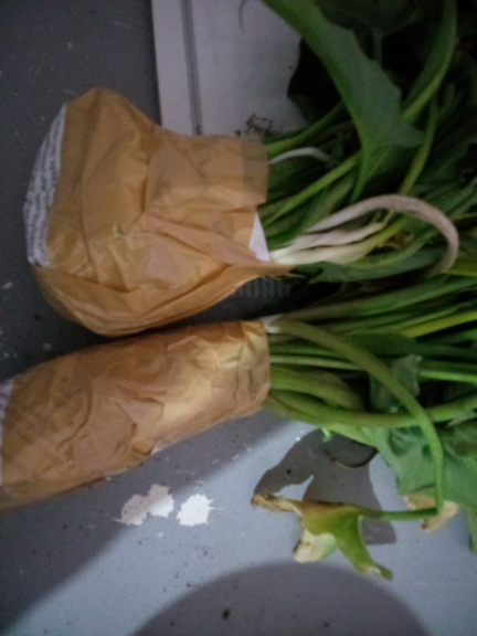 Bibit bunga calla lily