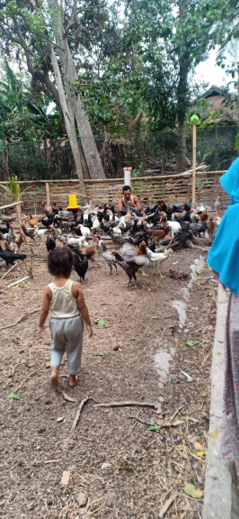 Ayam kampung Unggulan