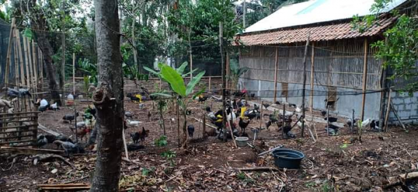 Ayam kampung Unggulan