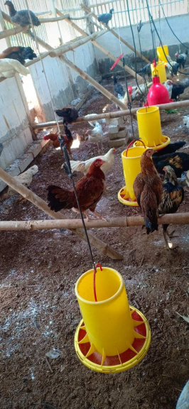 Ayam kampung Unggulan