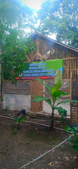 Ayam kampung Unggulan