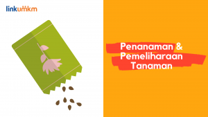 Penanaman & Pemeliharaan Tanaman