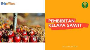 Pembibitan Kelapa Sawit