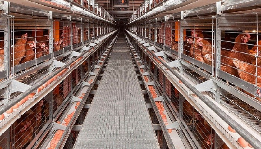 jasa import kandang ayam- (import.fdl)