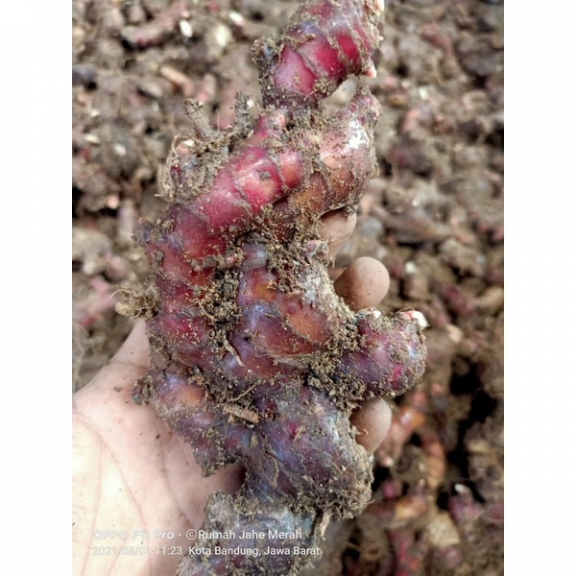 Serbuk Susu jahe merah