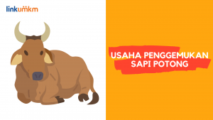 Usaha Penggemukan Sapi Potong