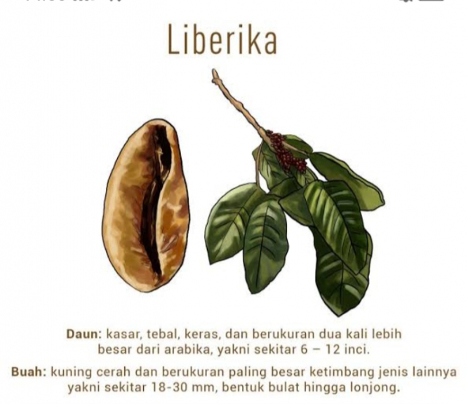 KOPI LIBERIKA Djemberan