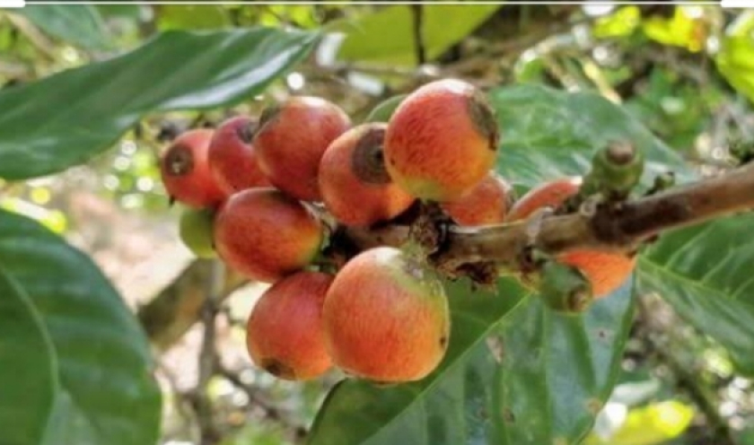 KOPI LIBERIKA Djemberan