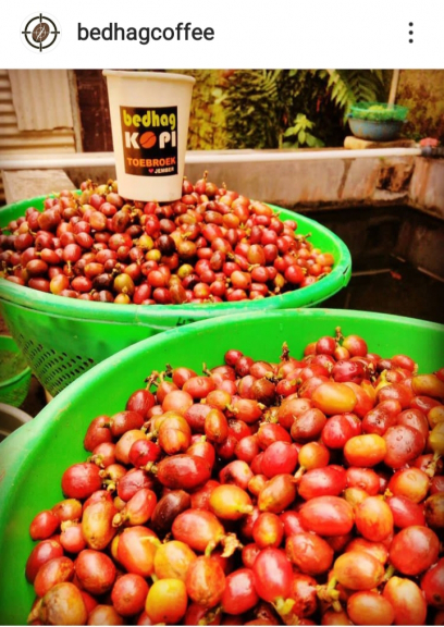 KOPI LIBERIKA Djemberan