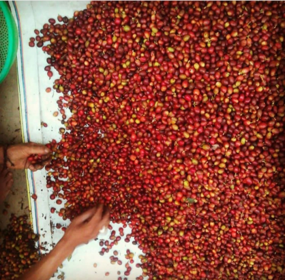 KOPI ARABIKA Djemberan