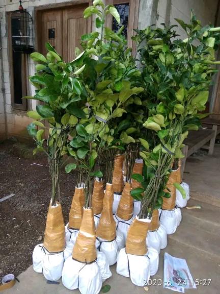 Bibit jeruk pamelo madu tanpa biji dari bageng 